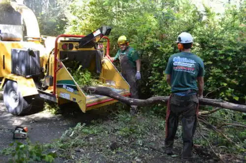 tree services Steinhatchee